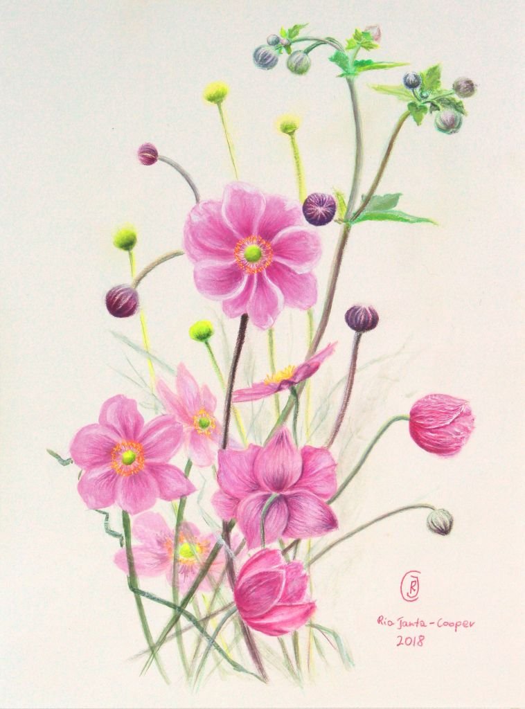 Botanical Illustration of Flowers, Japanese Anemone - Rhia Janta-Cooper Fine Art