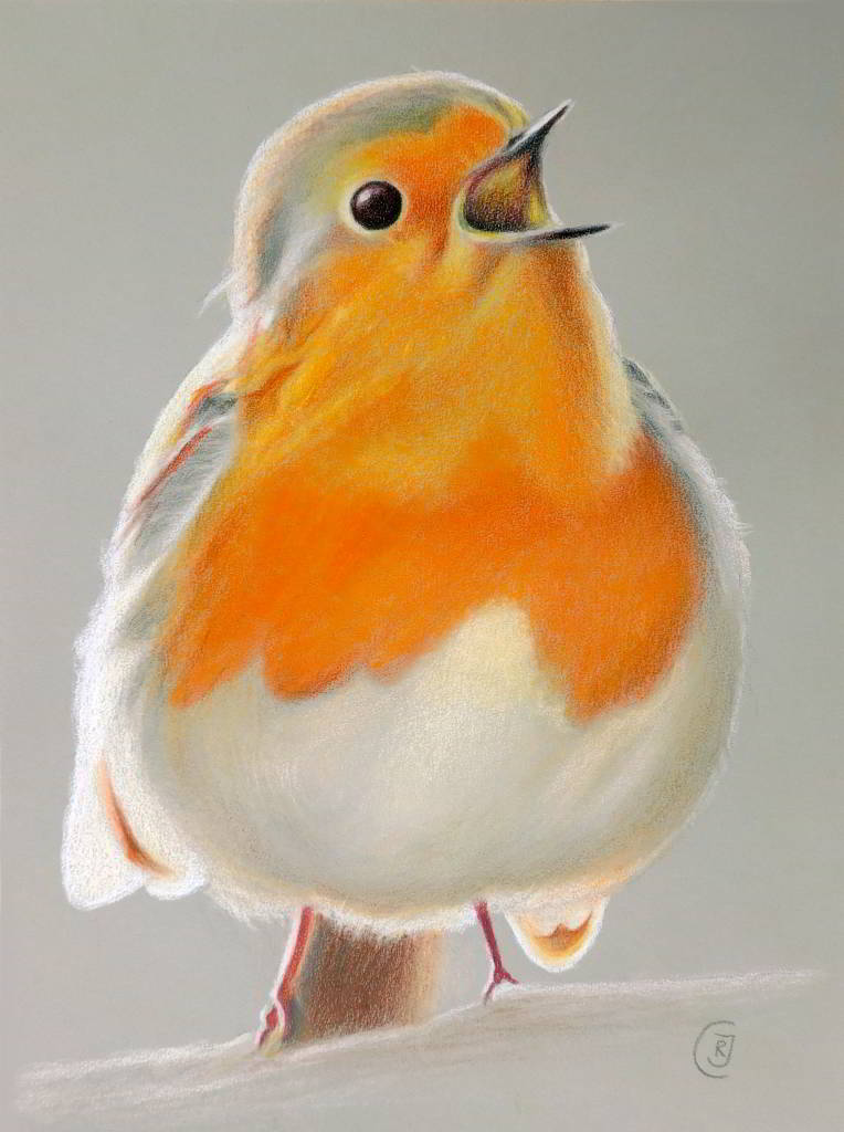Singing Robin Original Drawing - Rhia Janta-Cooper Fine Art