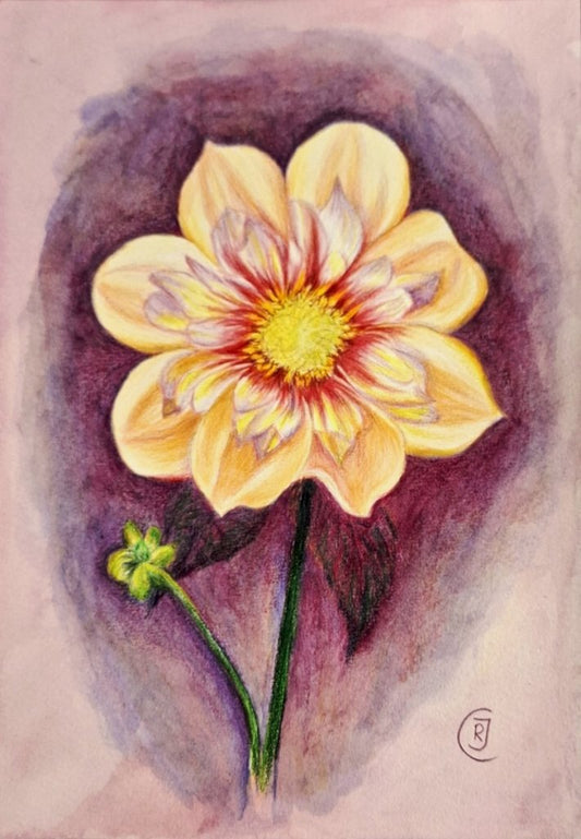 Peony, detailed flower study - Rhia Janta - Cooper Fine Art