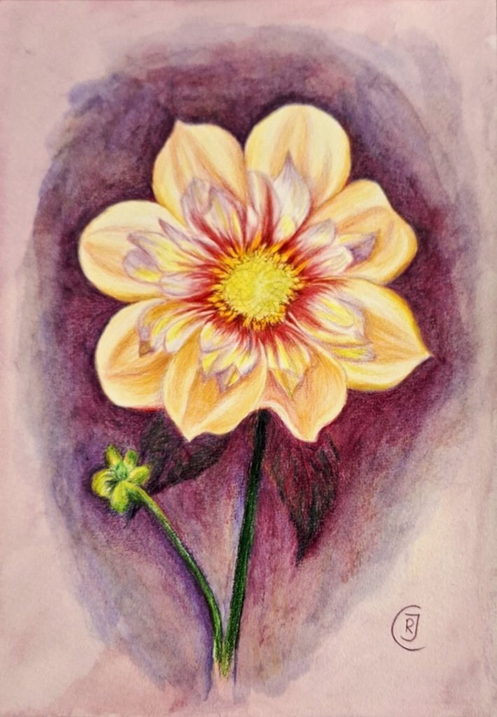 Peony, detailed flower study - Rhia Janta - Cooper Fine Art