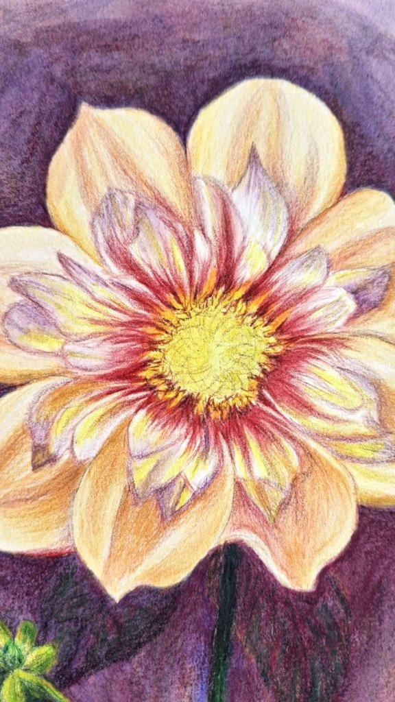 Peony, detailed flower study - Rhia Janta - Cooper Fine Art