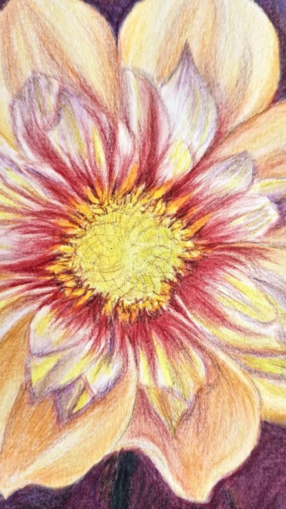 Peony, detailed flower study - Rhia Janta - Cooper Fine Art