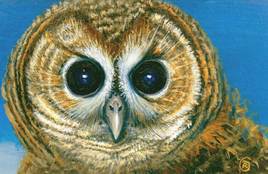 An Owl Portrait - Rhia Janta-Cooper Fine Art