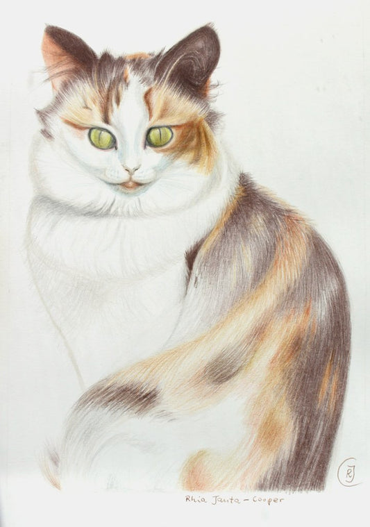 Drawing of a Calico Cat - Rhia Janta-Cooper Fine Art