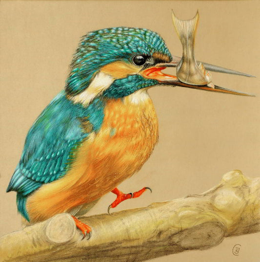 Kingfisher with Fish in a Beak original, hyperrealistic drawing - Rhia Janta-Cooper Fine Art