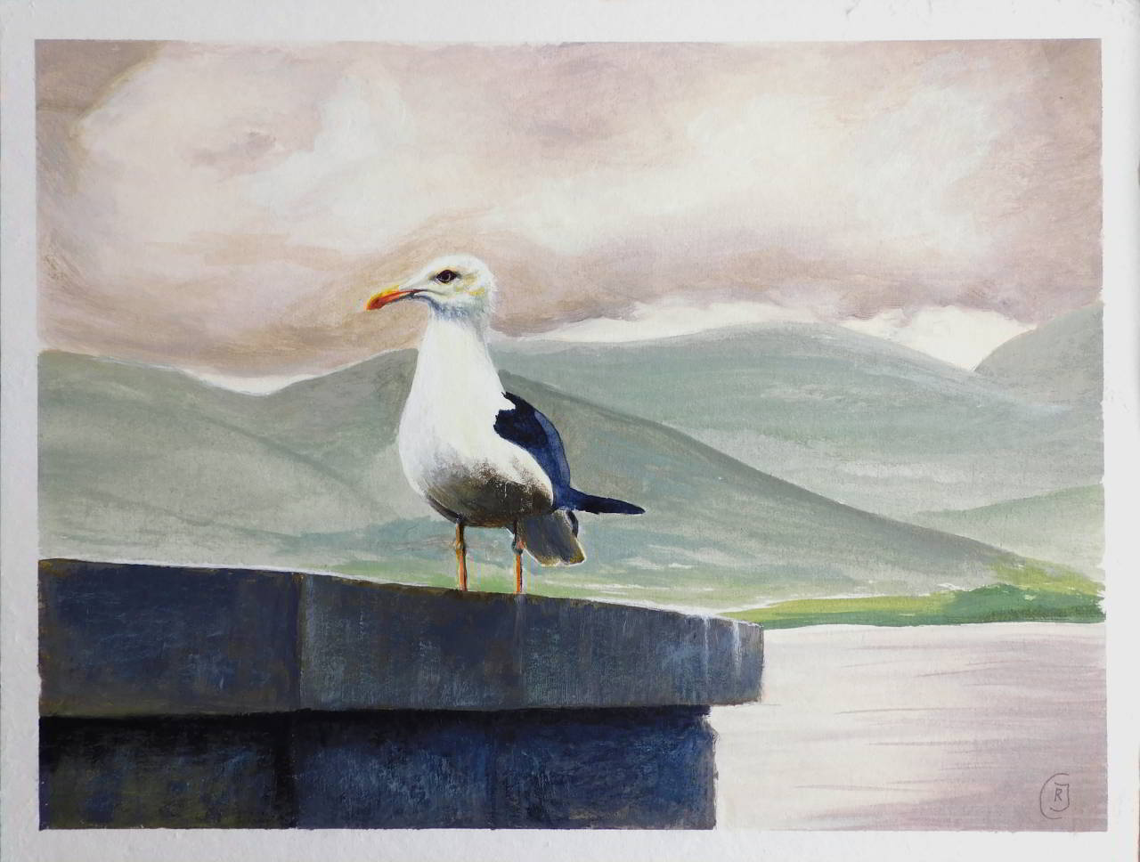 Skye Aileana Seagull - a bird portrait - Rhia Janta-Cooper Fine Art
