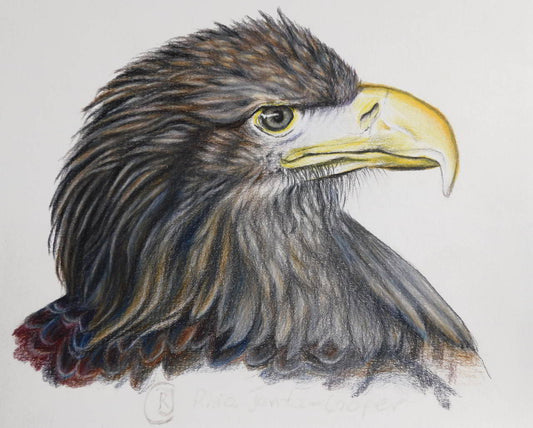 The Eagle, Bird of Prey, Original Drawing - Rhia Janta-Cooper Fine Art