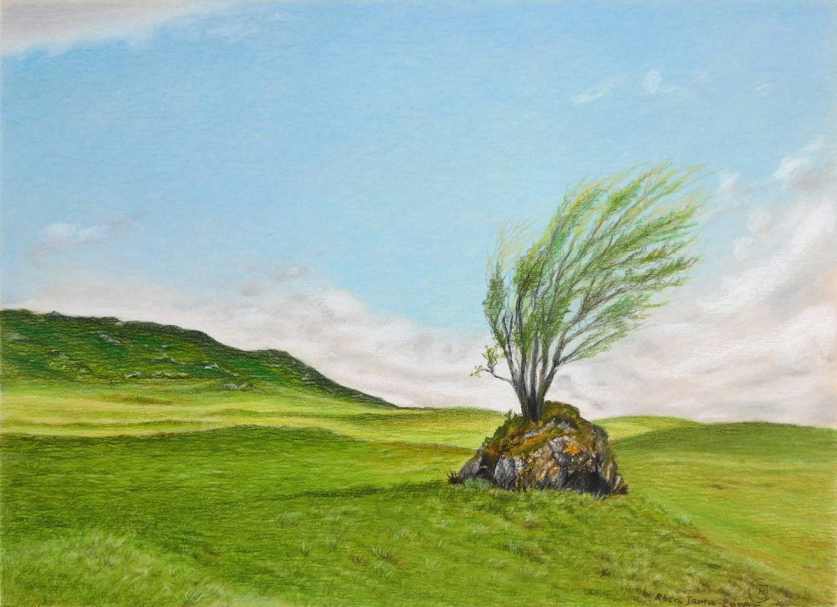 Tree Growing on a Rock, Scottish Highlands Drawing - Rhia Janta-Cooper Fine Art
